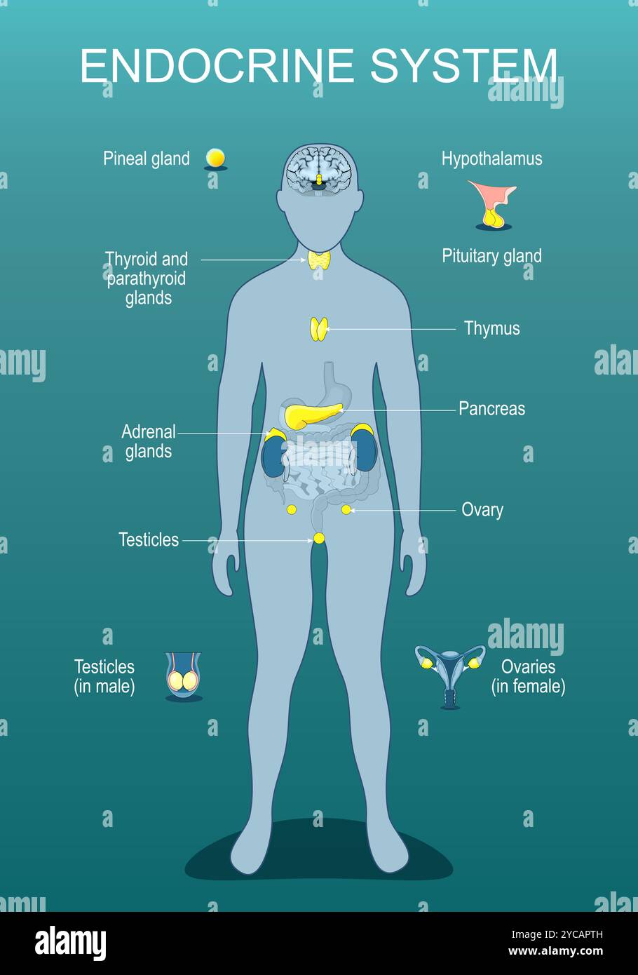 Sistema endocrino. Secrezione ormonale. regolazione metabolica. Squilibri ormonali. Silhouette umana con organi interni evidenziati. Illu piatta isometrica Illustrazione Vettoriale