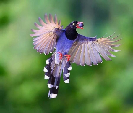 Taiwan Blue Magpie - Birds & Animals Background Wallpapers on Desktop ...