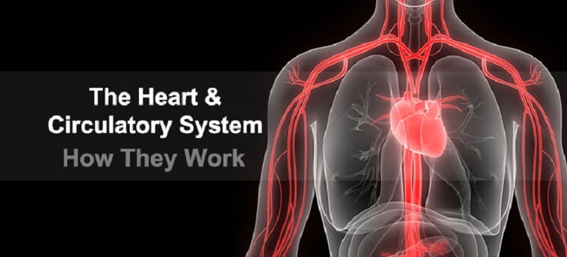 Learn From The Expert: How Does The Blood Circulatory System Work ...