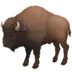 Bison