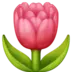 Tulpe