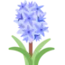 Hyacinth