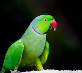 Rose Ringed Parakeet Health, Personality, Colors and Sounds - PetGuide ...