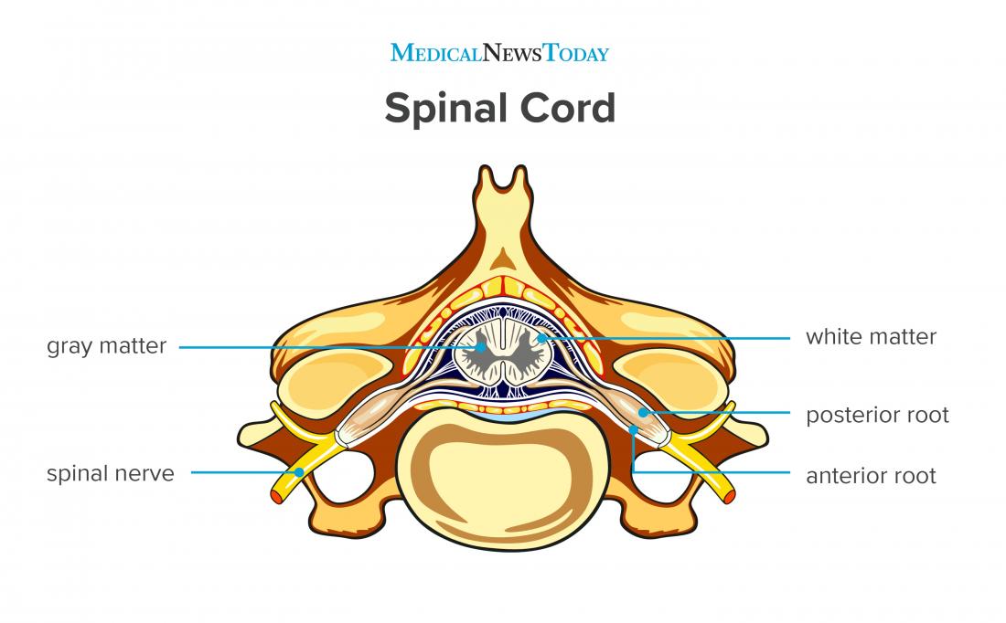 Anatomy Of Spine