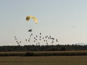 Les ibis chauves ont fini par quitter Pérouges... par la route