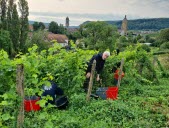 Vignes hybrides, une solution pour s’adapter au changement climatique ?