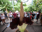 Une « fleur cadavre » à l'odeur ignoble attire les visiteurs d'un jardin américain