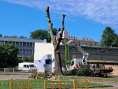 Les arbres de Mâcon affectés par le changement climatique