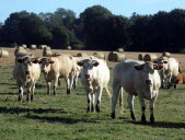 Plusieurs cas de fièvre charbonneuse détectés sur des bovins