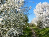 Des arbres fruitiers pour profiter… de leurs fleurs