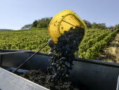 Beaujolais : on connaît la date du ban des vendanges