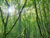 La forêt du Val Suzon