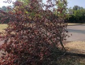 Faits divers : deux arbres coupés devant l’école