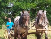 Faucher les prairies à cheval pour l’environnement