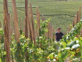 Une étonnante parcelle de vignes attire les regards depuis plusieurs mois : on vous explique