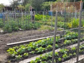 Jardins familiaux : « Avec l’humidité, les limaces ont fait des ravages »