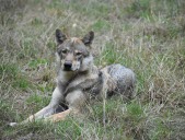 Une deuxième vidéo pour exhorter à la régulation du loup, ses défenseurs crient au massacre