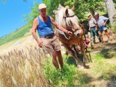 Les Ardillats: en attendant le concours de chevaux de traits le 7 août, une moisson d'essai organisée par des passionnés