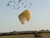 Les ibis chauves ont fini par quitter la commune... par la route