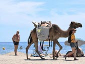 Les déchets des vacanciers sur la plage ramassés par… des dromadaires