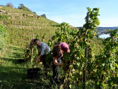 France Travail, bouche-à-oreille : comment les vignerons recrutent avant les vendanges