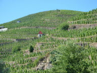 Vallée du Rhône : les vins sauvages du domaine Lombard !