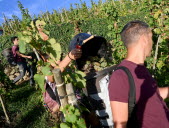 Vendanges : la suppression du repos hebdomadaire a peu d’intérêt pour les vignerons