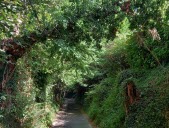 Arbre brisé au-dessus de la rue des acacias : pas de danger selon la Métropole