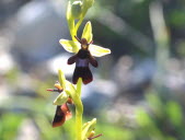 Pour attirer les insectes, plusieurs stratégies ont été élaborées par les orchidées