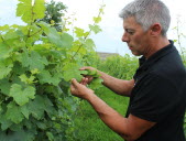 Avec les pluies abondantes, le mildiou se répand dans les vignes