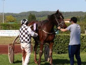 En immersion dans l’univers des courses hippiques