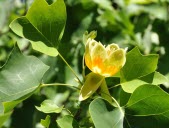 Une multitude d’arbres pour un printemps bien fleuri