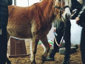 Médiation animale : des progrès scolaires grâce aux chevaux