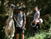 Une transhumance de lamas au cœur des Monts du Lyonnais