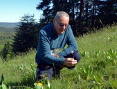 Plusieurs espèces d’orchidées sauvages menacées sur le plateau d'Hauteville