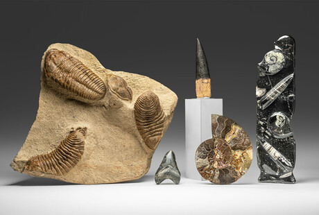 Fascinating Fossils