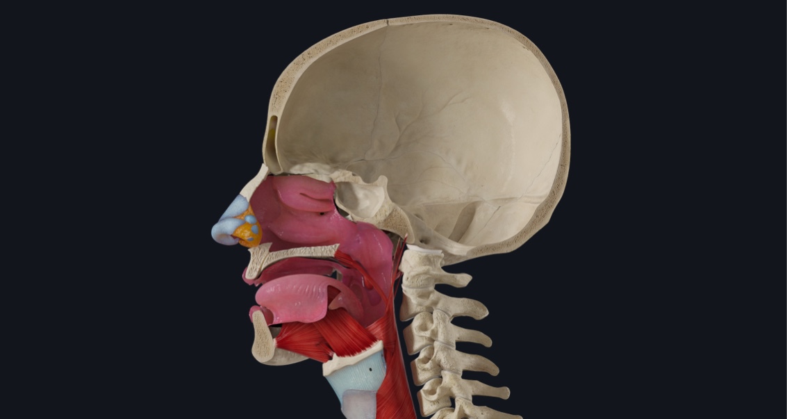 Facts on the Pharynx