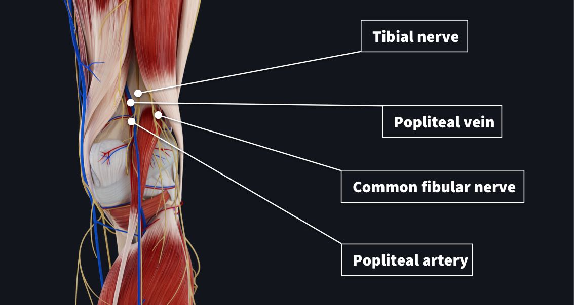 Posterior Thigh Popliteal Fossa And The Leg Anatomy Final | Sexiz Pix