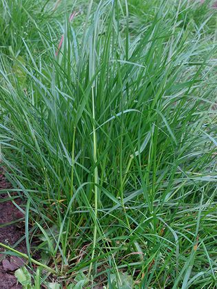 perennial ryegrass