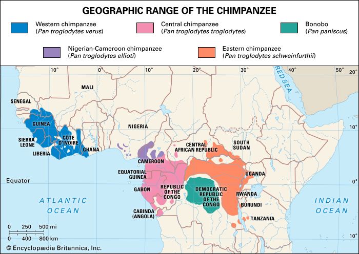 geographic extent of chimpanzees and bonobos (genus Pan)