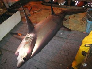 bigeye thresher shark (Alopias superciliosus)