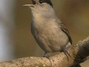 blackcap