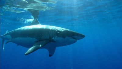 Different types of sharks and their behaviors