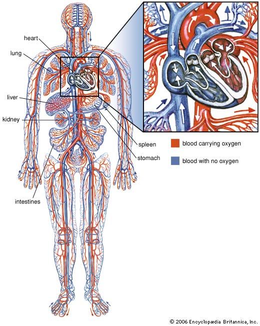 cardiovascular system - Kids | Britannica Kids | Homework Help