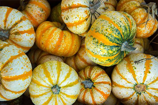 pumpkins and gourds