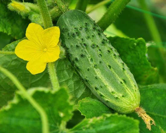 Cucumis sativus