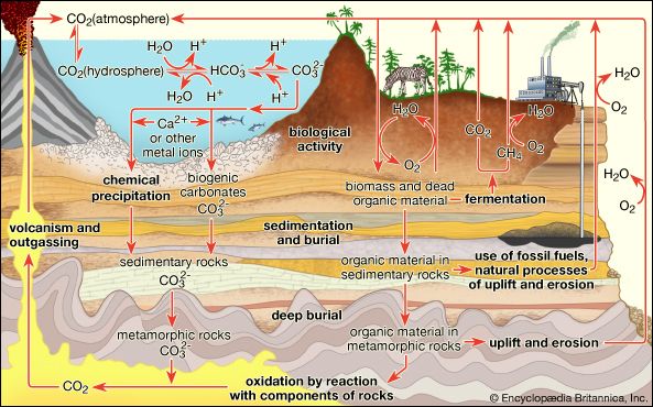 carbon cycle