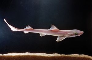 sand shark