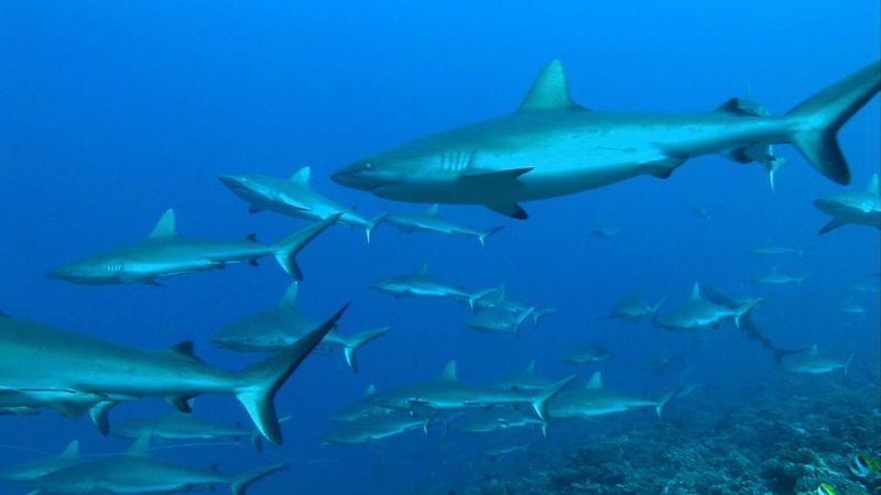 Grey reef sharks in coral reef ecosystems