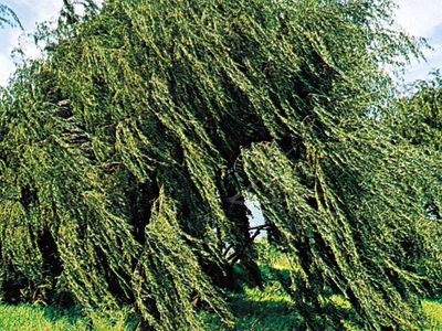 weeping willow tree